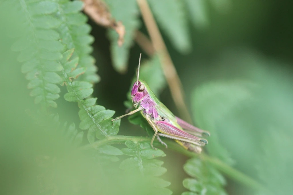 Ecologie et biodiversité